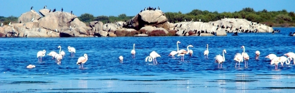 Birdwatching in Beautiful Lagoon of San Teodoro - Costa del sole travel 
